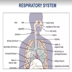 Basics of nutrition: Respiratory system – Plant Based Wellness Foundation