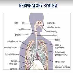 Basics of nutrition: Respiratory system