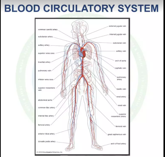 Basics of Physiology: Blood circulatory system
